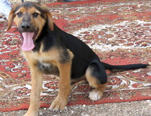 SCOUT, Hund, Deutscher Schäferhund-Mix in Zypern - Bild 8