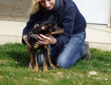 CHILI, Hund, Mischlingshund in Altdorf - Bild 2