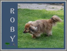 ROBY, Hund, Mischlingshund in Overath - Bild 2