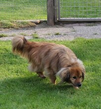 ROBY, Hund, Mischlingshund in Overath - Bild 9