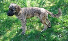 ELODIE, Hund, Mischlingshund in Weißenhorn - Bild 3