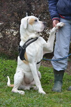LUPI, Hund, American Bulldog in Ungarn - Bild 1