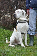 LUPI, Hund, American Bulldog in Ungarn - Bild 5