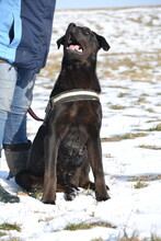 SIRIUS, Hund, Rottweiler-Mix in Ungarn - Bild 2