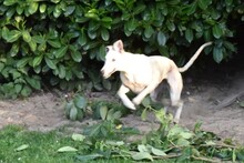 VIVIEN, Hund, Galgo Español in Erwitte - Bild 2