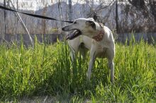 VIVIEN, Hund, Galgo Español in Erwitte - Bild 9