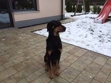 GIPSY, Hund, Beauceron-Mix in Puchheim - Bild 2