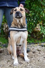 SINDY, Hund, Labrador-Deutscher Schäferhund-Mix in Belgien - Bild 1