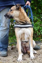 SINDY, Hund, Labrador-Deutscher Schäferhund-Mix in Belgien - Bild 4