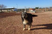 SASHA, Hund, Mischlingshund in Spanien - Bild 1
