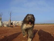 SASHA, Hund, Mischlingshund in Spanien - Bild 2