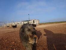 SASHA, Hund, Mischlingshund in Spanien - Bild 3