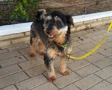 ACHICO, Hund, Mischlingshund in Spanien - Bild 10