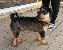 ACHICO, Hund, Mischlingshund in Spanien - Bild 12