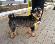 ACHICO, Hund, Mischlingshund in Spanien - Bild 14