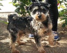 ACHICO, Hund, Mischlingshund in Spanien - Bild 17