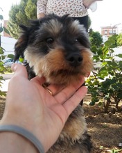 ACHICO, Hund, Mischlingshund in Spanien - Bild 3