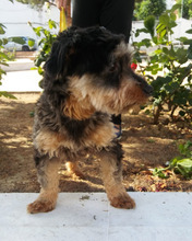 ACHICO, Hund, Mischlingshund in Spanien - Bild 4