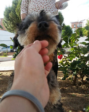 ACHICO, Hund, Mischlingshund in Spanien - Bild 5