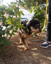 ACHICO, Hund, Mischlingshund in Spanien - Bild 6