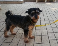 ACHICO, Hund, Mischlingshund in Spanien - Bild 7