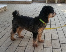 ACHICO, Hund, Mischlingshund in Spanien - Bild 8