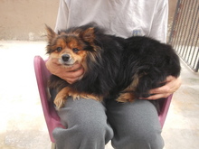 DAISY, Hund, Mischlingshund in Malta - Bild 1