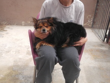 DAISY, Hund, Mischlingshund in Malta - Bild 2