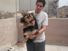 DAISY, Hund, Mischlingshund in Malta - Bild 3