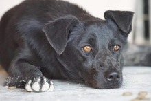 TROVATO, Hund, Mischlingshund in Italien - Bild 1