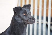 TROVATO, Hund, Mischlingshund in Italien - Bild 10