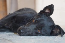 TROVATO, Hund, Mischlingshund in Italien - Bild 5