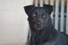 TROVATO, Hund, Mischlingshund in Italien - Bild 6