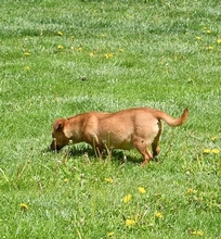 BETTY, Hund, Mischlingshund in Düsseldorf - Bild 12