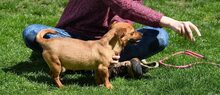 BETTY, Hund, Mischlingshund in Düsseldorf - Bild 15