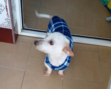 BLANCA, Hund, Mischlingshund in Spanien - Bild 10