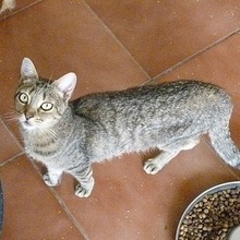 YATO, Katze, Europäisch Kurzhaar in Spanien - Bild 11