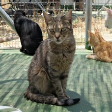 YATO, Katze, Europäisch Kurzhaar in Spanien - Bild 2