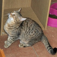 YATO, Katze, Europäisch Kurzhaar in Spanien - Bild 8