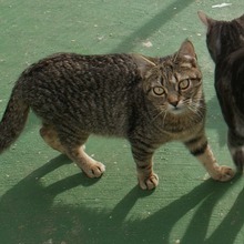 YATO, Katze, Europäisch Kurzhaar in Spanien - Bild 9
