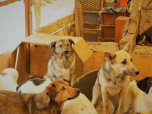 ODIN, Hund, Mischlingshund in Rumänien - Bild 12