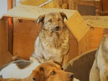 ODIN, Hund, Mischlingshund in Rumänien - Bild 13