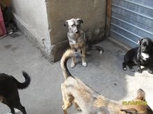ODIN, Hund, Mischlingshund in Rumänien - Bild 18