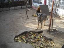 ODIN, Hund, Mischlingshund in Rumänien - Bild 19