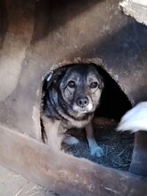 ODIN, Hund, Mischlingshund in Rumänien - Bild 2