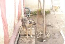 ODIN, Hund, Mischlingshund in Rumänien - Bild 23