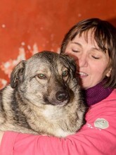 ODIN, Hund, Mischlingshund in Rumänien - Bild 25