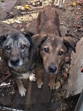 ODIN, Hund, Mischlingshund in Rumänien - Bild 3