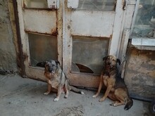 ODIN, Hund, Mischlingshund in Rumänien - Bild 4