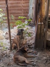 ODIN, Hund, Mischlingshund in Rumänien - Bild 5
